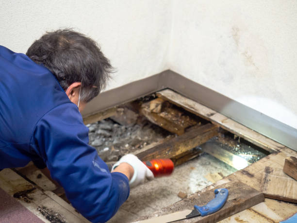 Best Health and Safety Mold Remediation in Fritch, TX