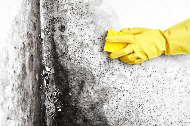 Best Mold Remediation for Specific Building Types in Fritch, TX