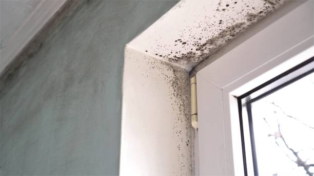 Best DIY Mold Remediation Support Services in Fritch, TX