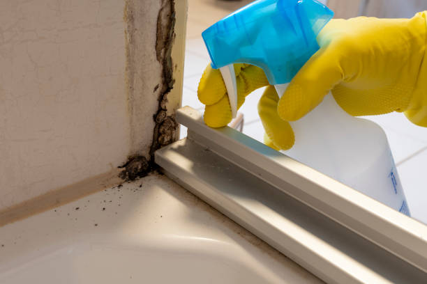 Best Health and Safety Mold Remediation in Fritch, TX