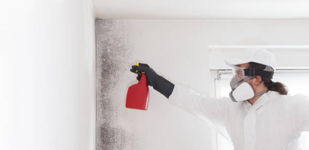 Best Post-Flood Mold Remediation in Fritch, TX