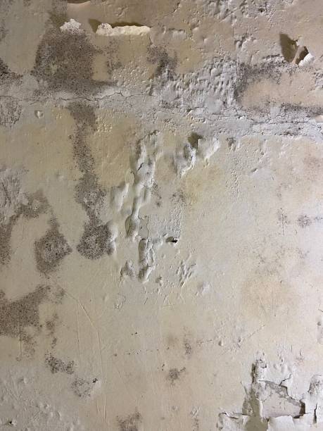 Best Industrial Mold Remediation in Fritch, TX