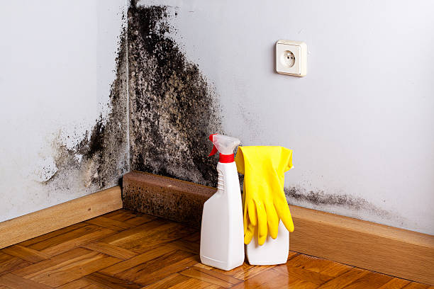 Best HVAC Mold Remediation in Fritch, TX