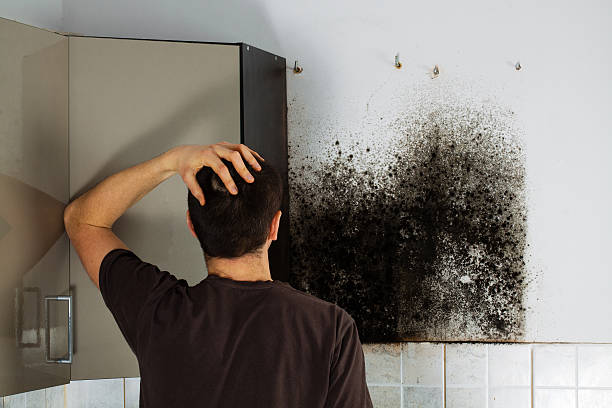 Best Basement Mold Remediation in Fritch, TX