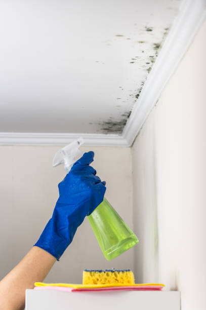 Best Mold Testing and Inspection Services in Fritch, TX